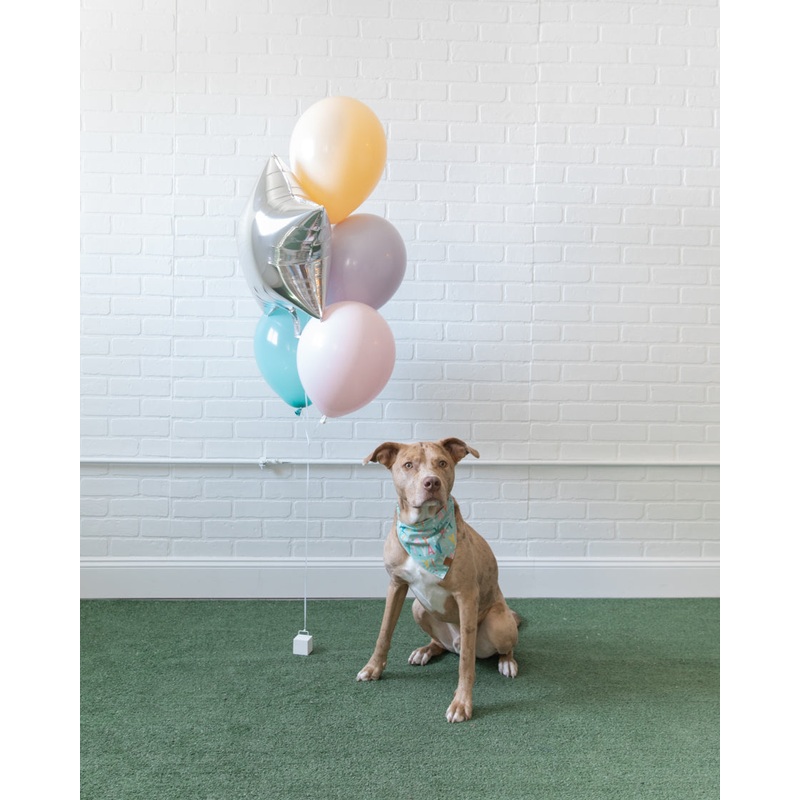 Soft Rainbow - Foil and 11in Balloons - bouquet of 5