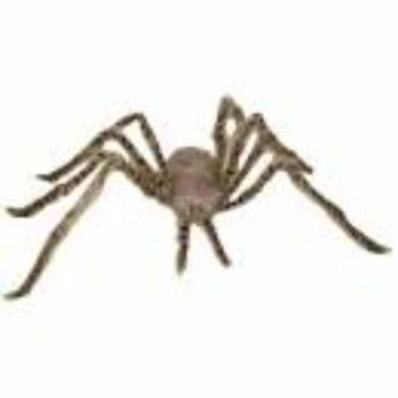 Light Brown Furry Spider