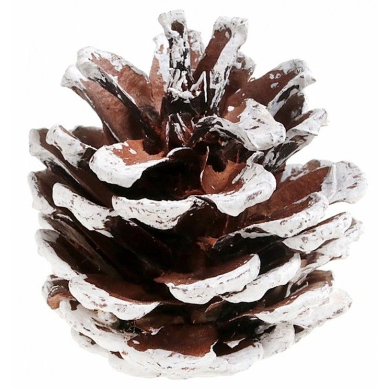 White Pine Cones, 1.5 x 2 Inches, 12 Count