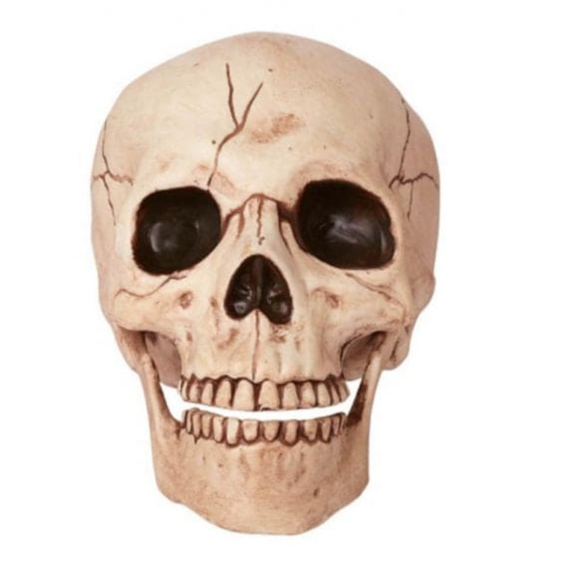 6in Skull with Moveable Jaw